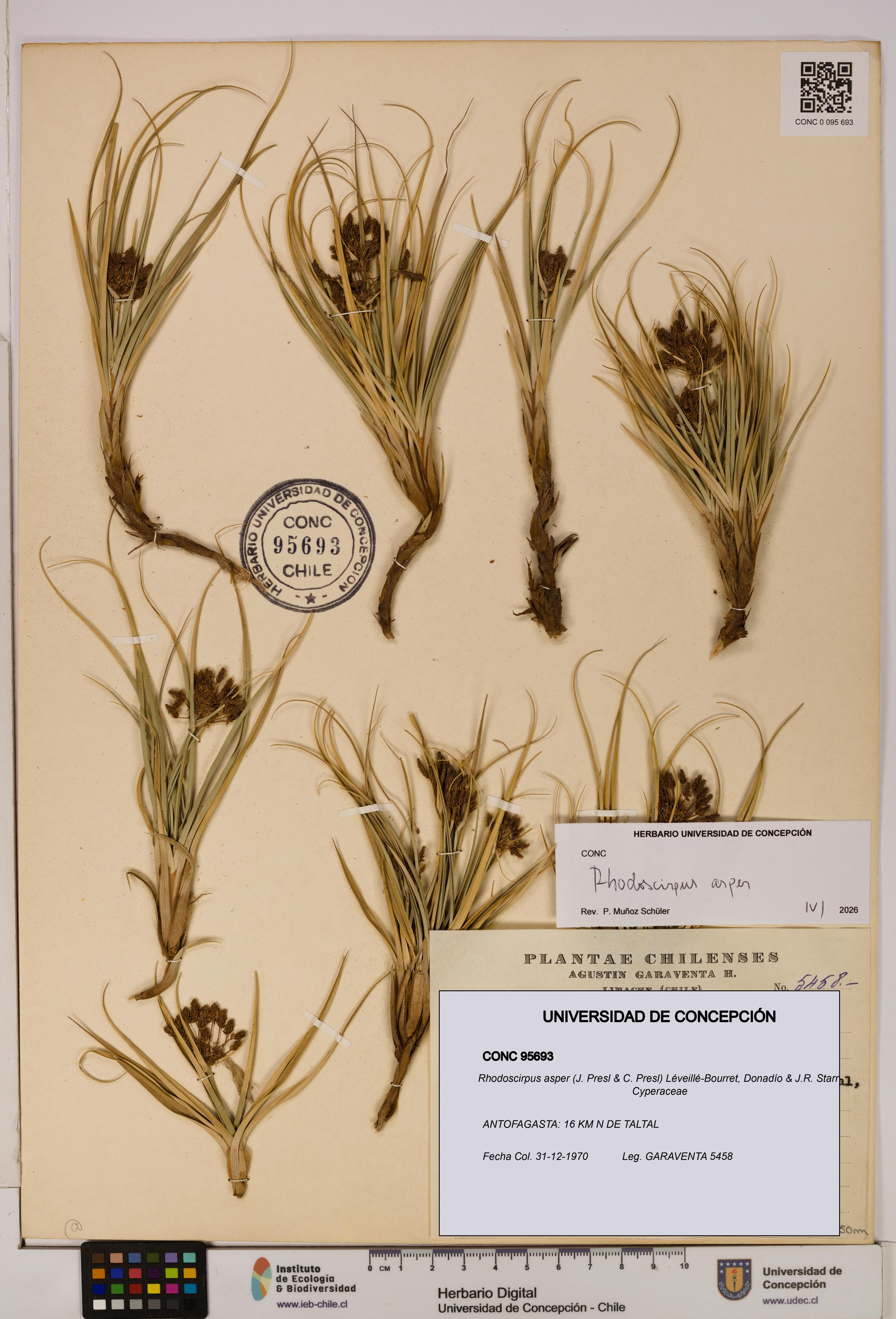 Rhodoscirpus asper [Espécimen: ]