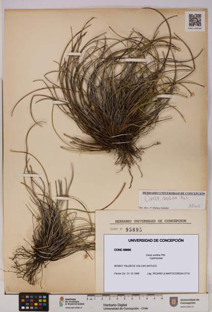 Carex andina [Espécimen: UDEC:CONC:0095695]