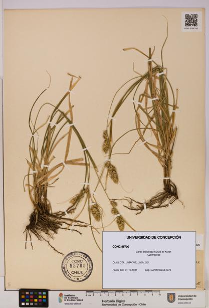 Carex bracteosa [Espécimen: UDEC:CONC:0095700]
