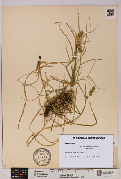Carex bracteosa [Espécimen: UDEC:CONC:0095706]