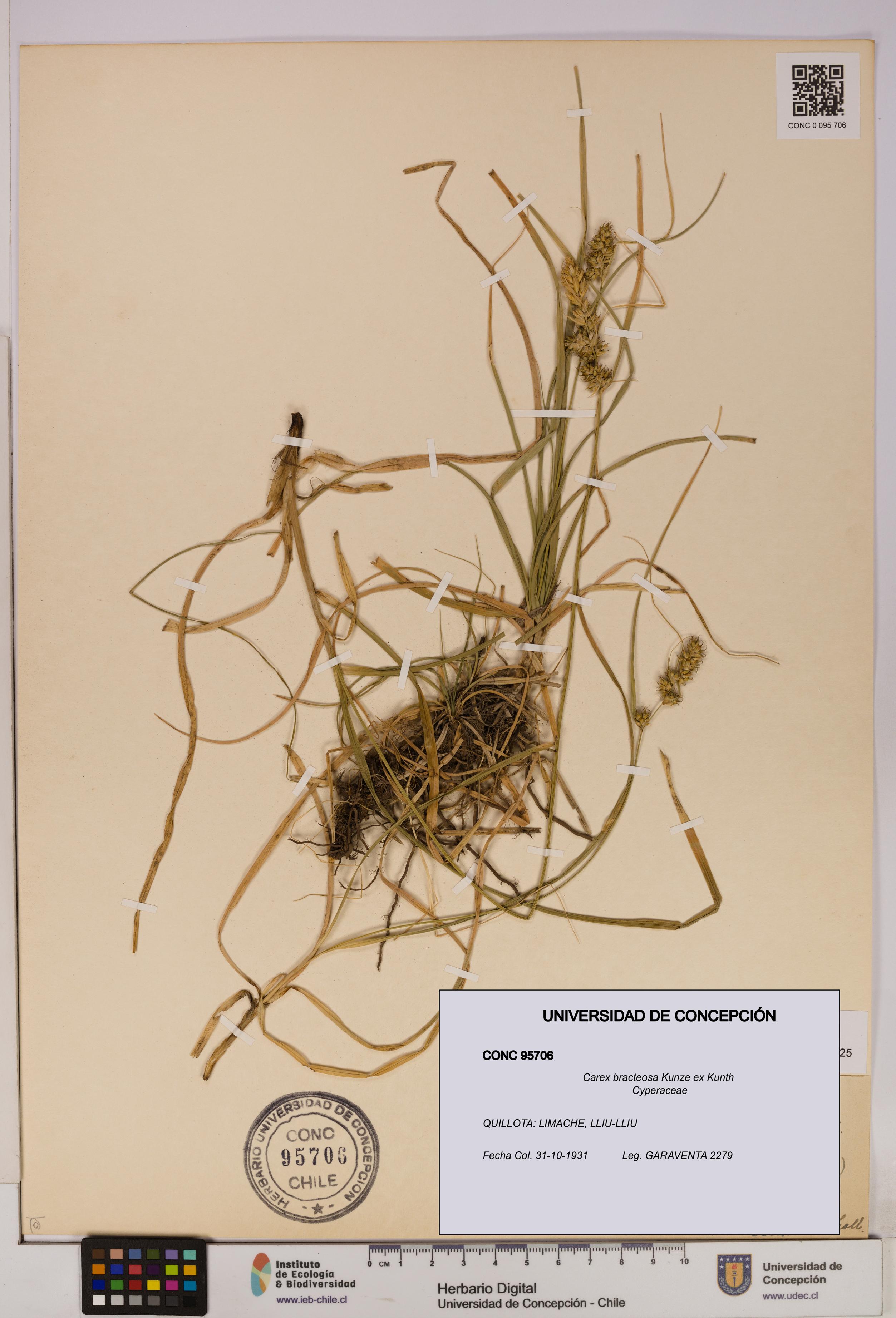 Carex bracteosa [Espécimen: UDEC:CONC:0095706]