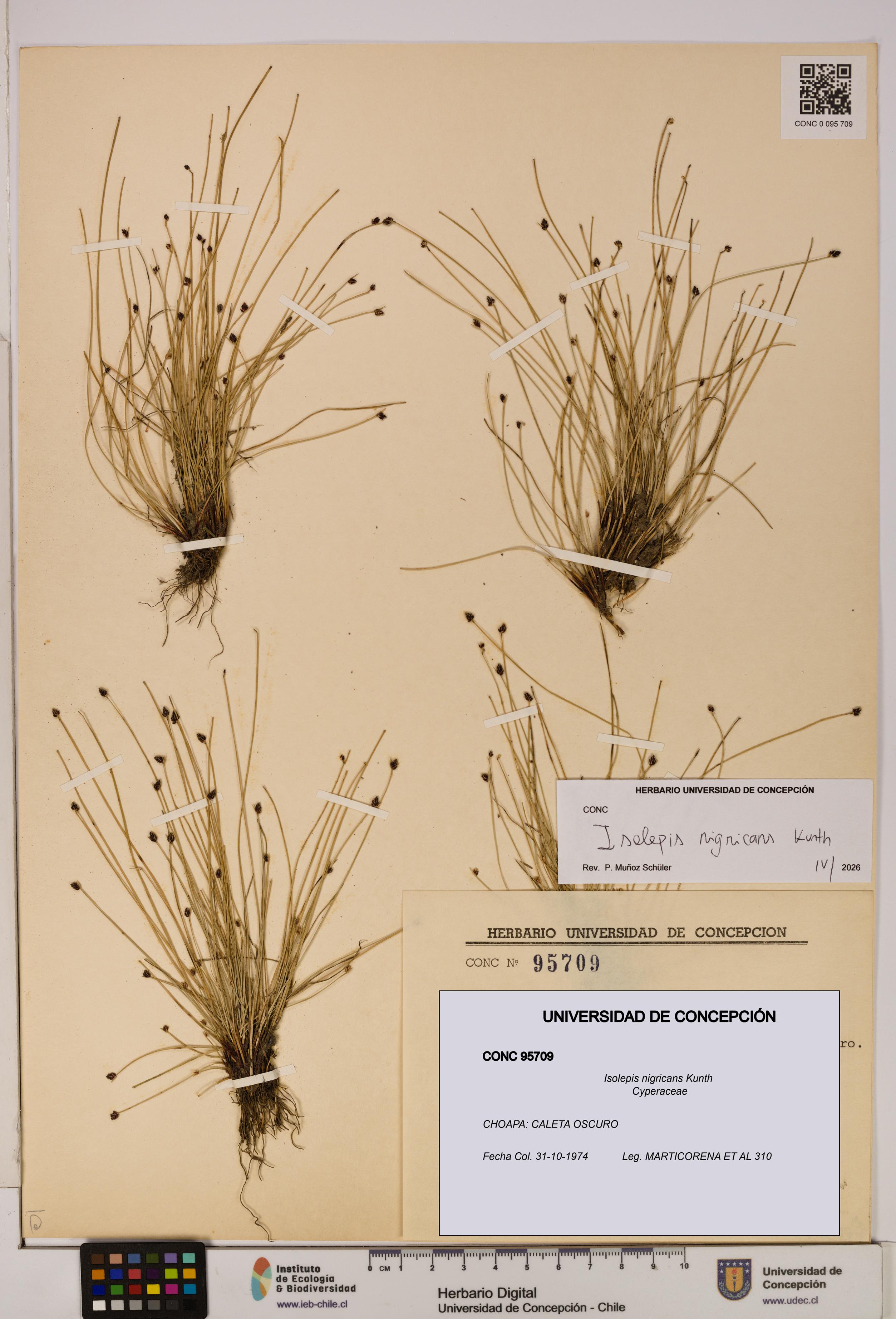 Isolepis nigricans [Espécimen: ]