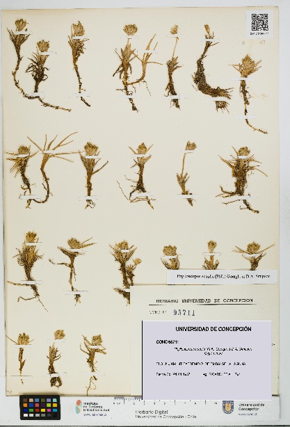 Phylloscirpus acaulis [Espécimen: UDEC:CONC:0095711]