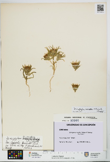 Doniophyton weddellii [Espécimen: UDEC:CONC:0095966]