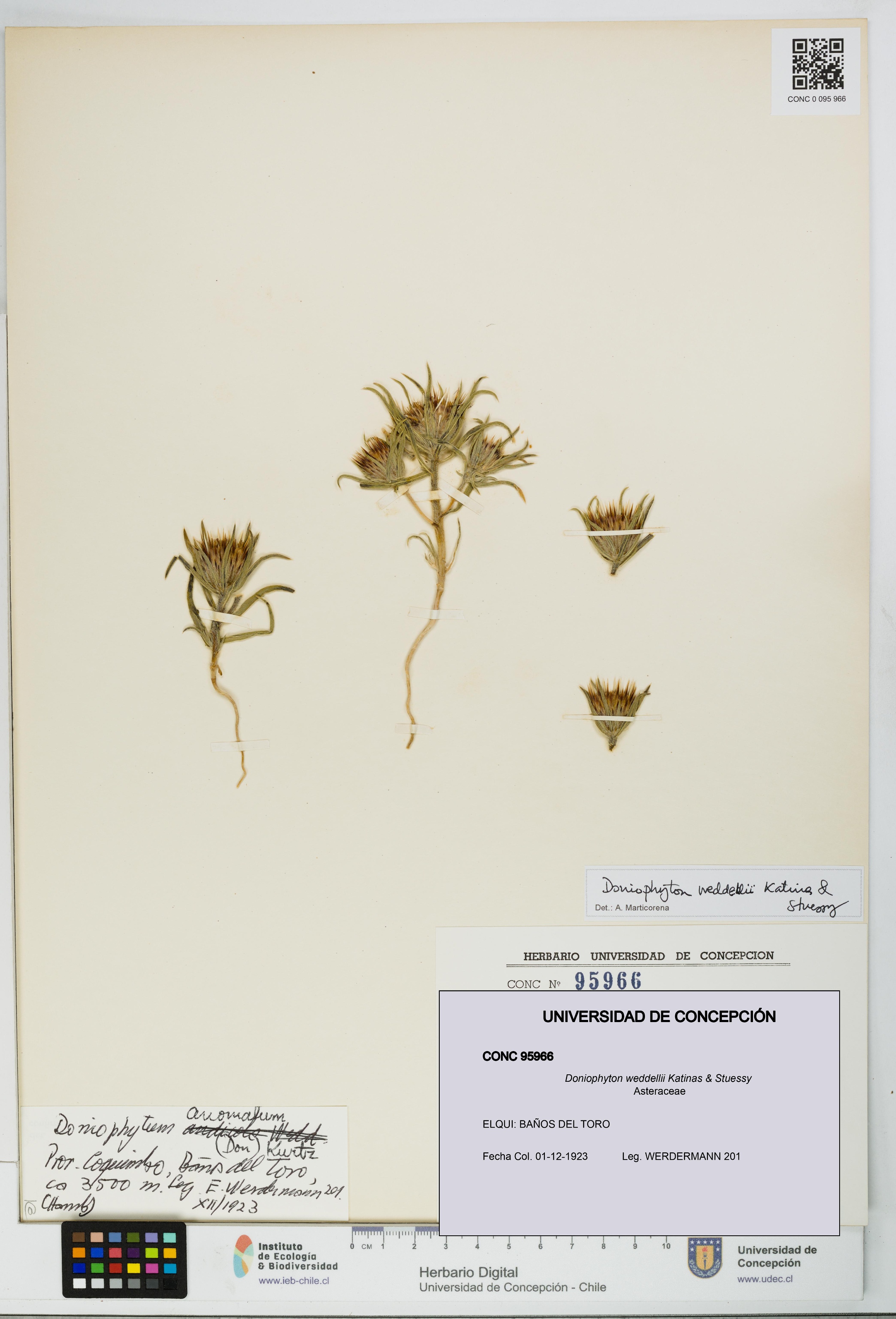 Doniophyton weddellii [Espécimen: UDEC:CONC:0095966]