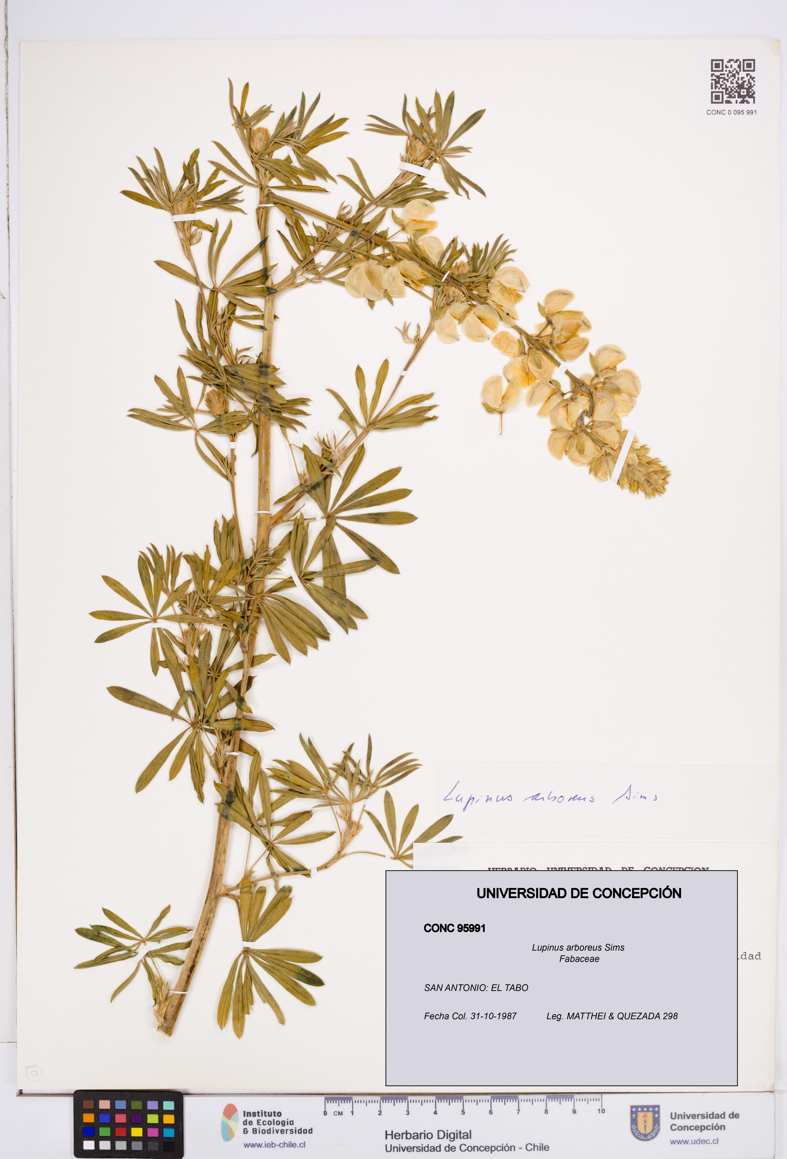 Lupinus arboreus [Espécimen: ]