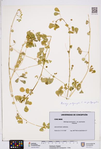 Medicago polymorpha var. polymorpha [Espécimen: ]