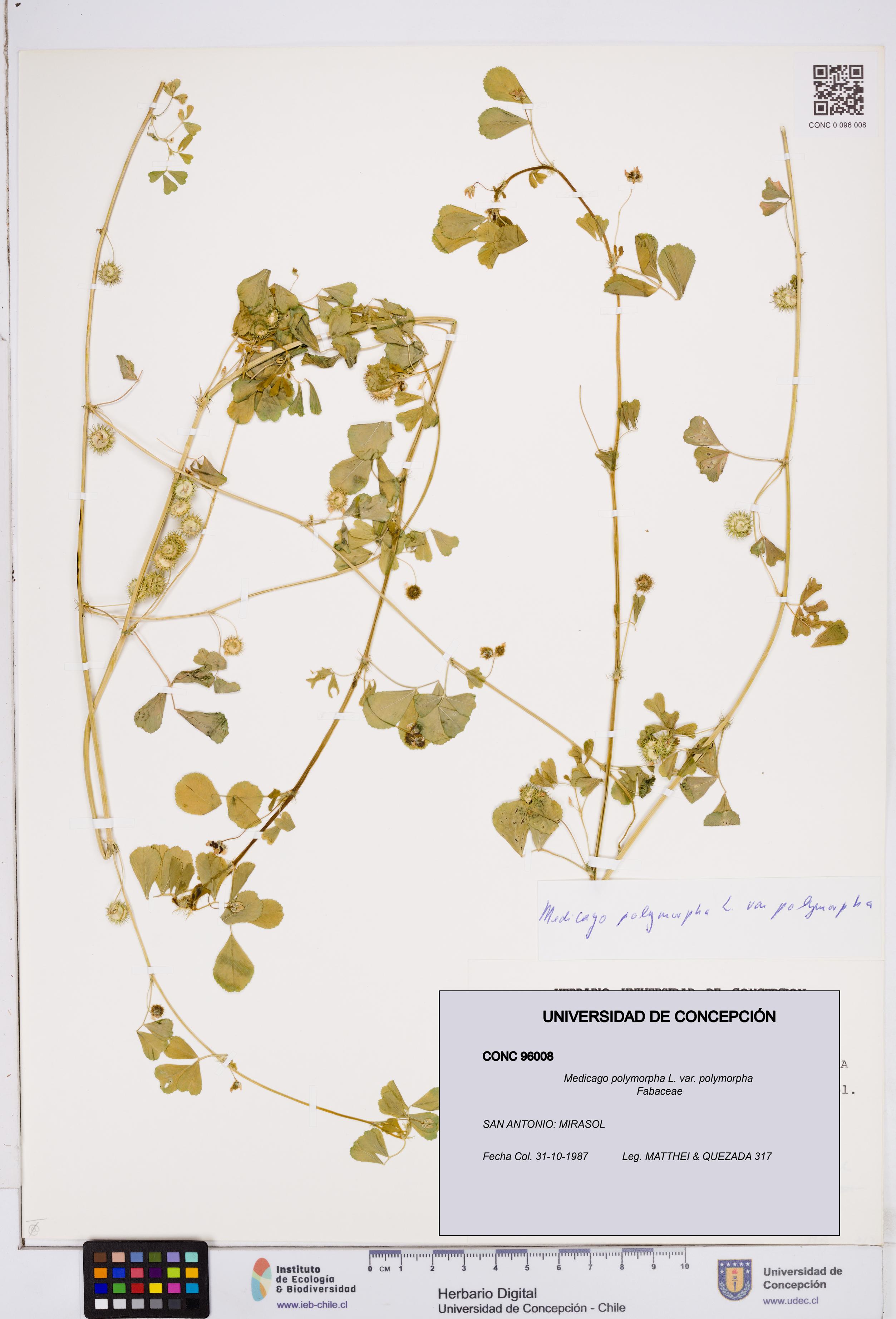 Medicago polymorpha var. polymorpha [Espécimen: ]