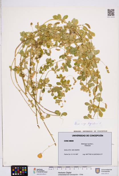 Medicago lupulina [Espécimen: ]
