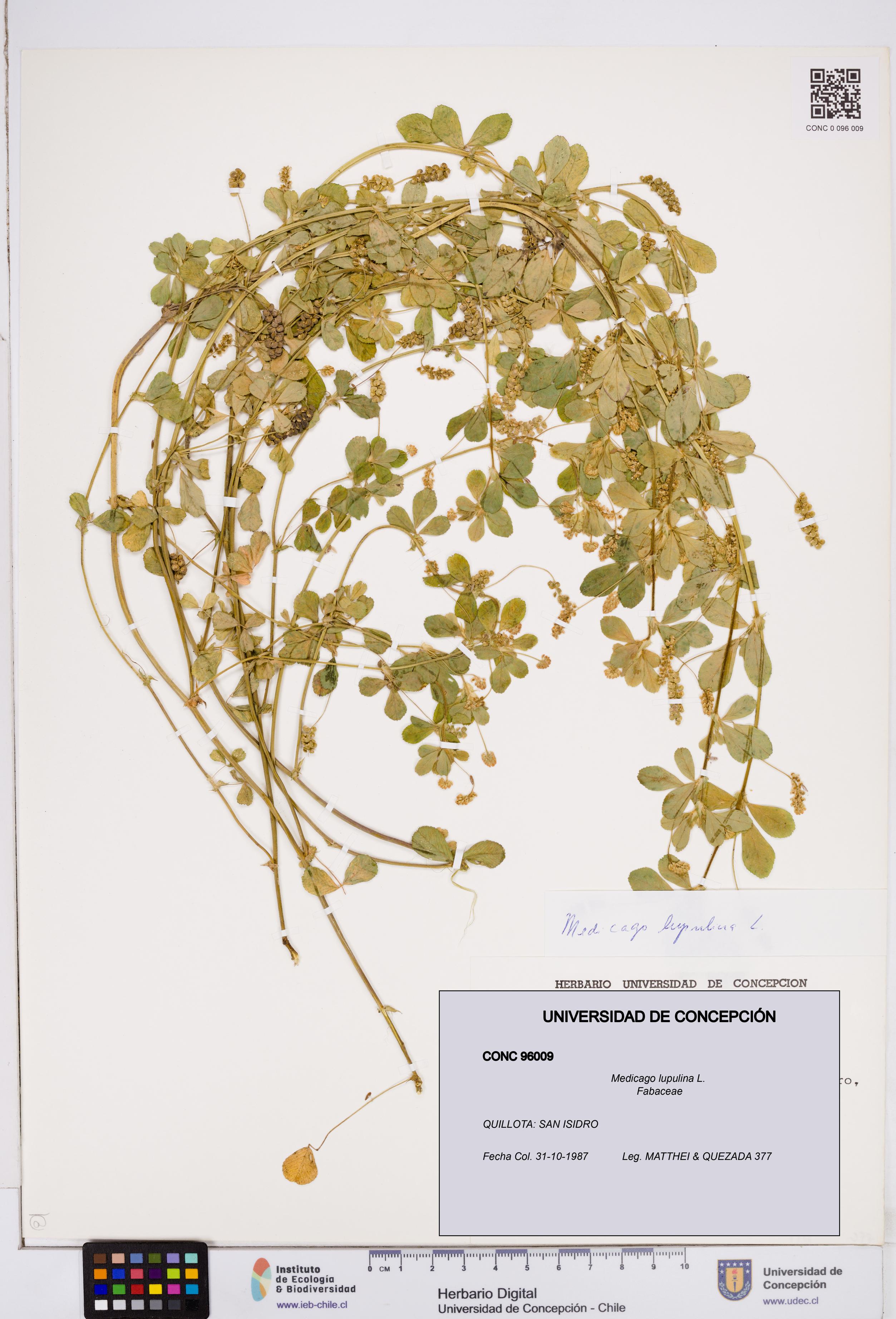 Medicago lupulina [Espécimen: ]