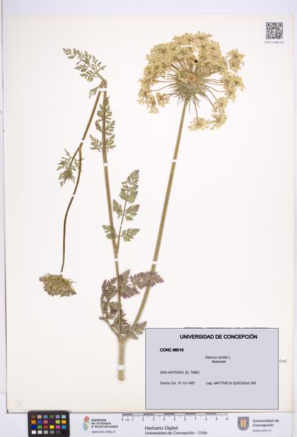 Daucus carota [Espécimen: ]
