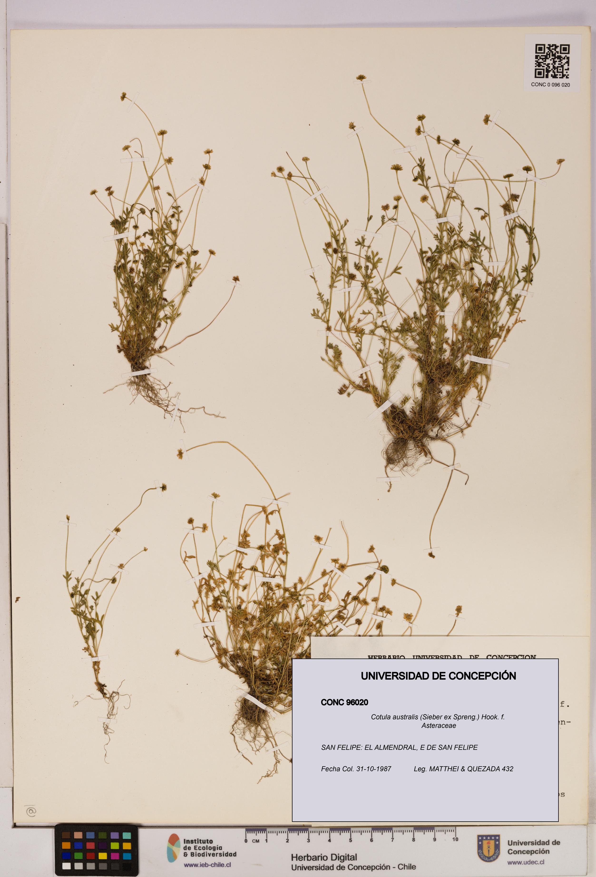 Cotula australis [Espécimen: UDEC:CONC:0096020]