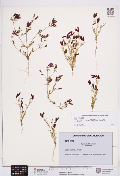 Tagetes multiflora [Espécimen: ]