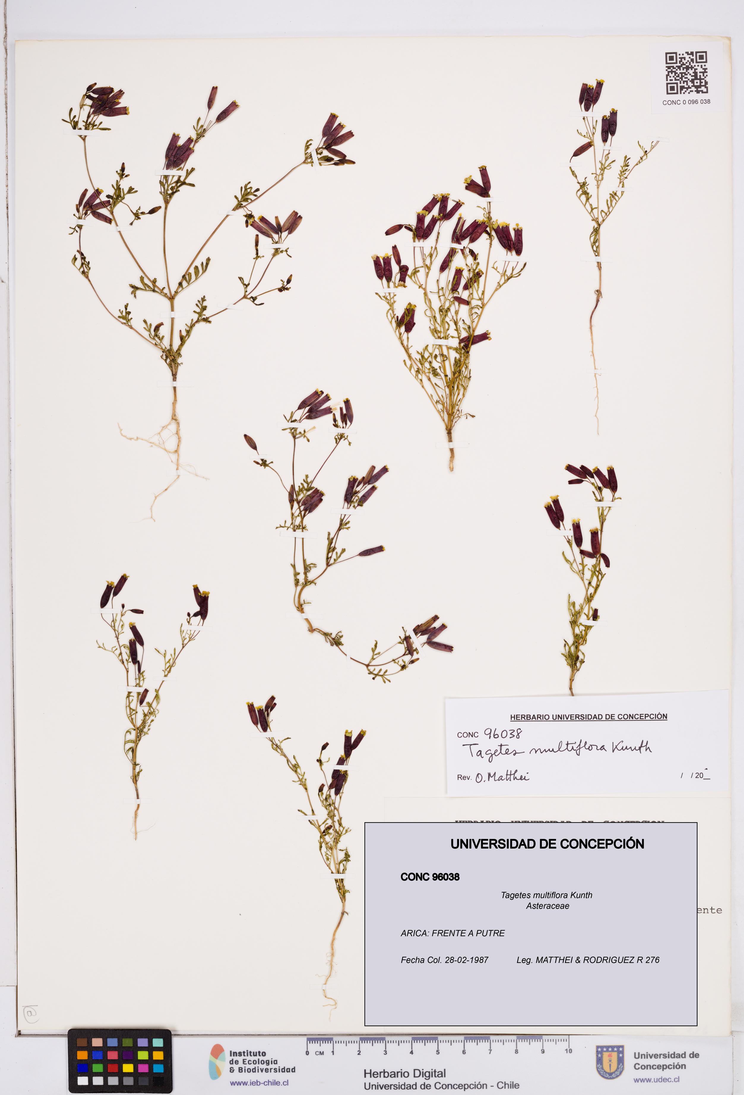 Tagetes multiflora [Espécimen: ]