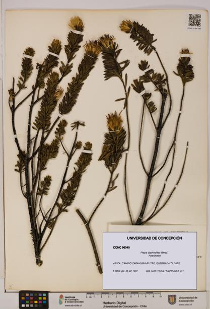 Plazia daphnoides [Espécimen: UDEC:CONC:0096040]