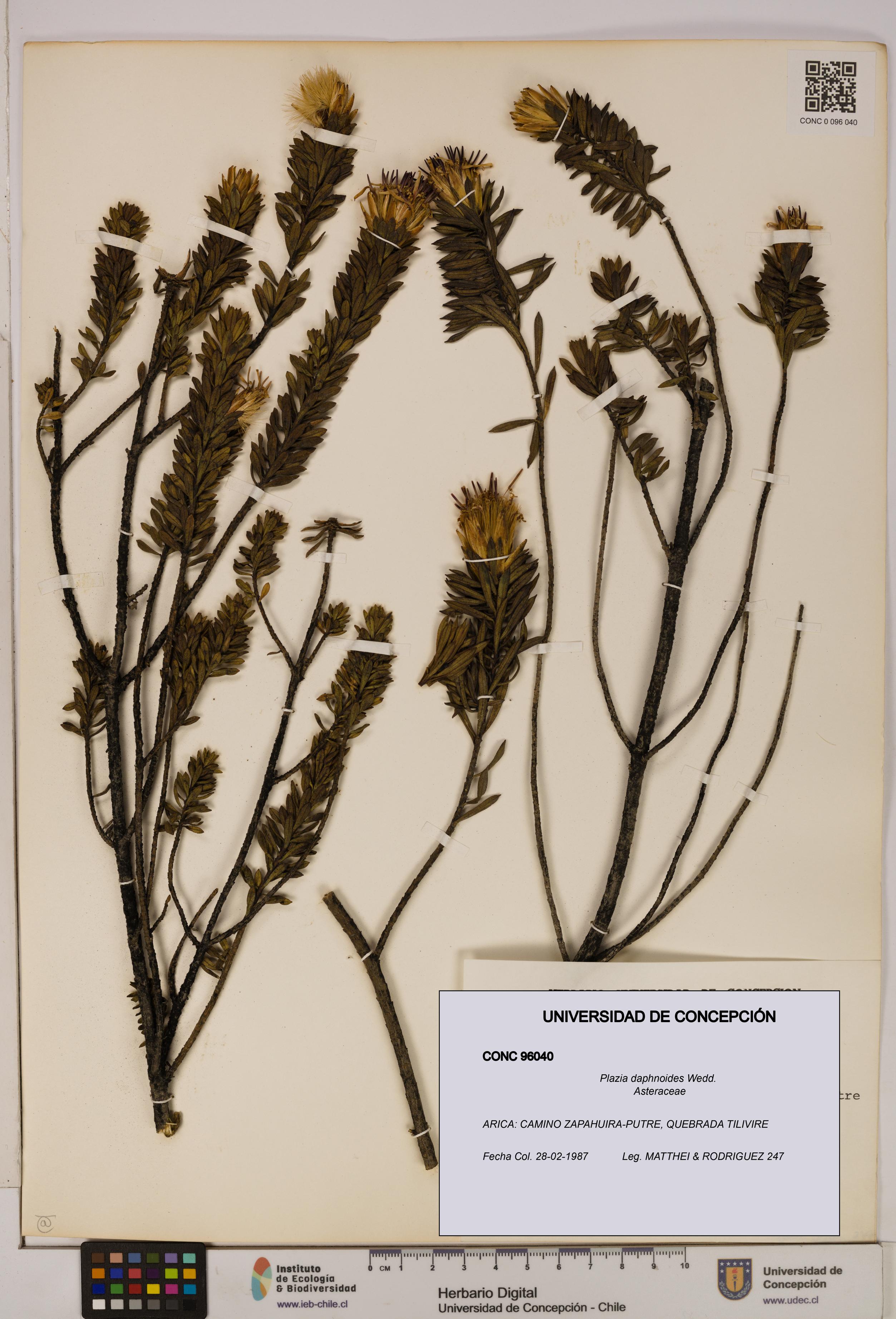 Plazia daphnoides [Espécimen: UDEC:CONC:0096040]