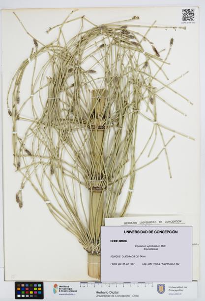 Equisetum xylochaetum [Espécimen: UDEC:CONC:0096050]