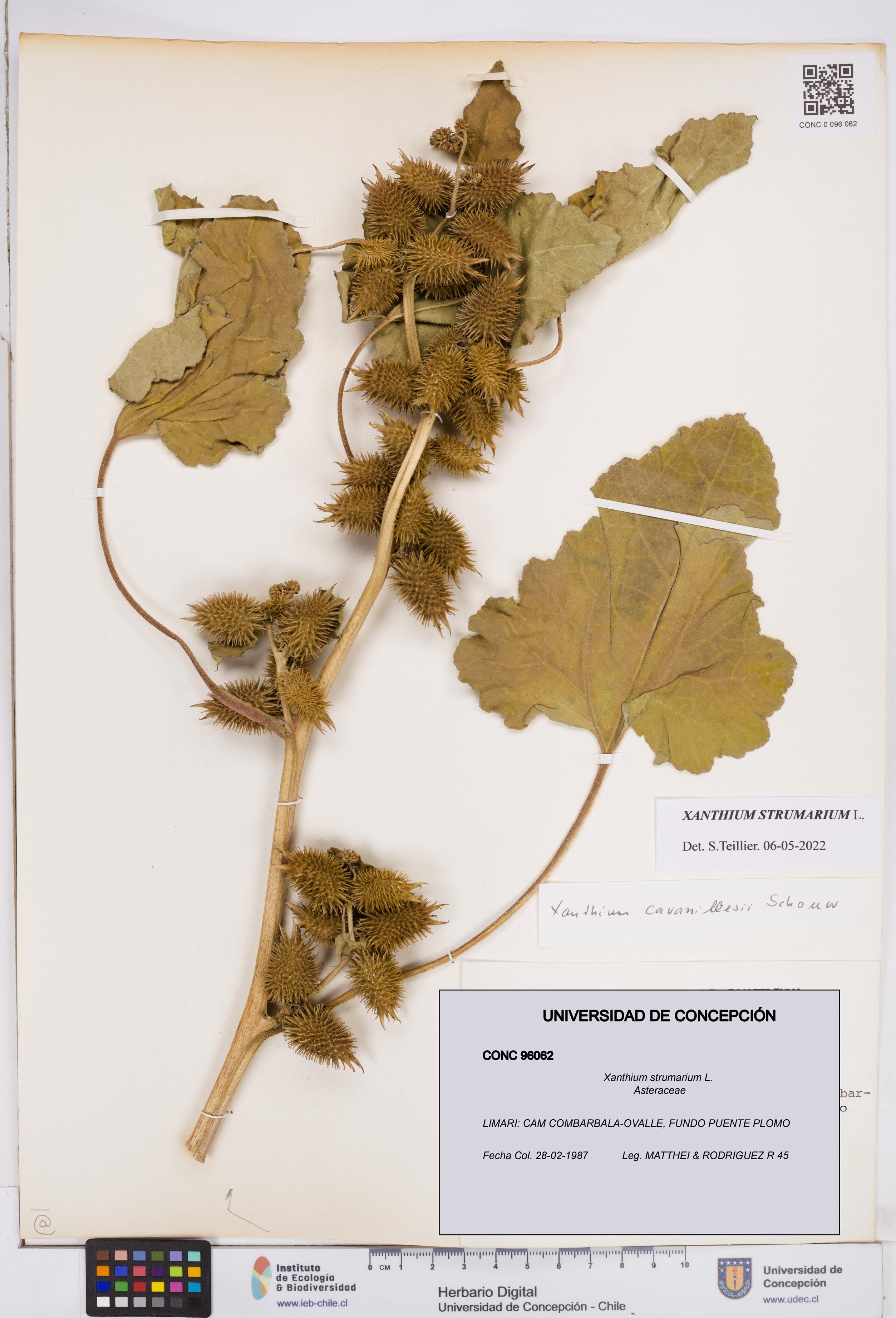 Xanthium strumarium [Espécimen: ]