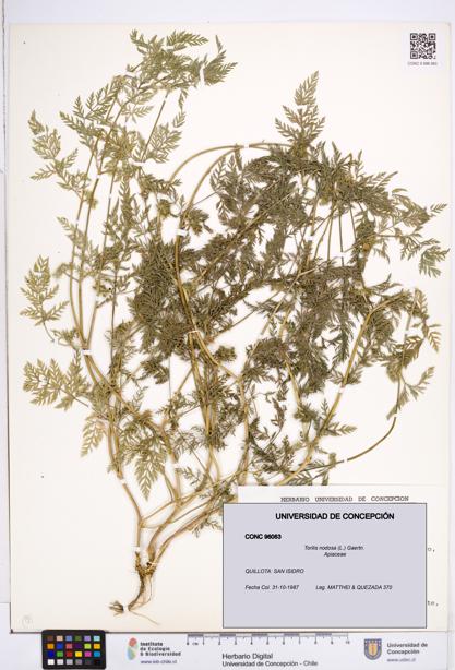 Torilis nodosa [Espécimen: ]
