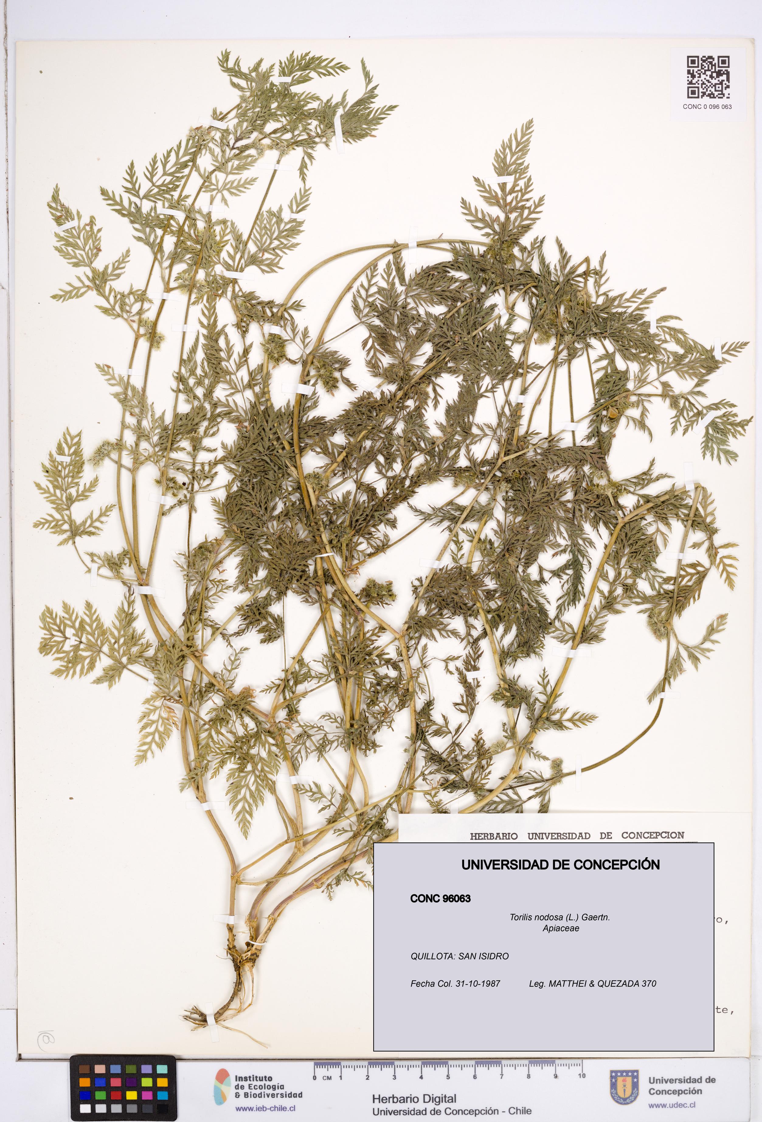 Torilis nodosa [Espécimen: ]
