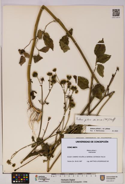 Bidens pilosa [Espécimen: UDEC:CONC:0096074]