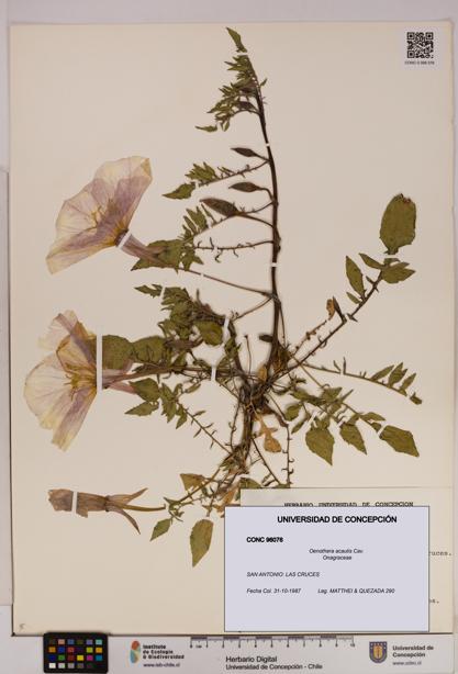 Oenothera acaulis [Espécimen: UDEC:CONC:0096076]