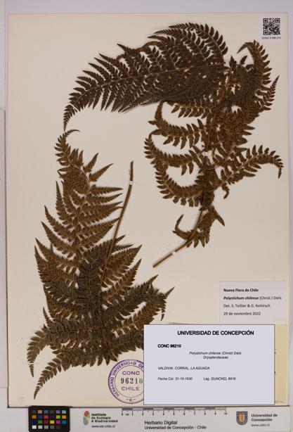 Polystichum chilense [Espécimen: UDEC:CONC:0096210]