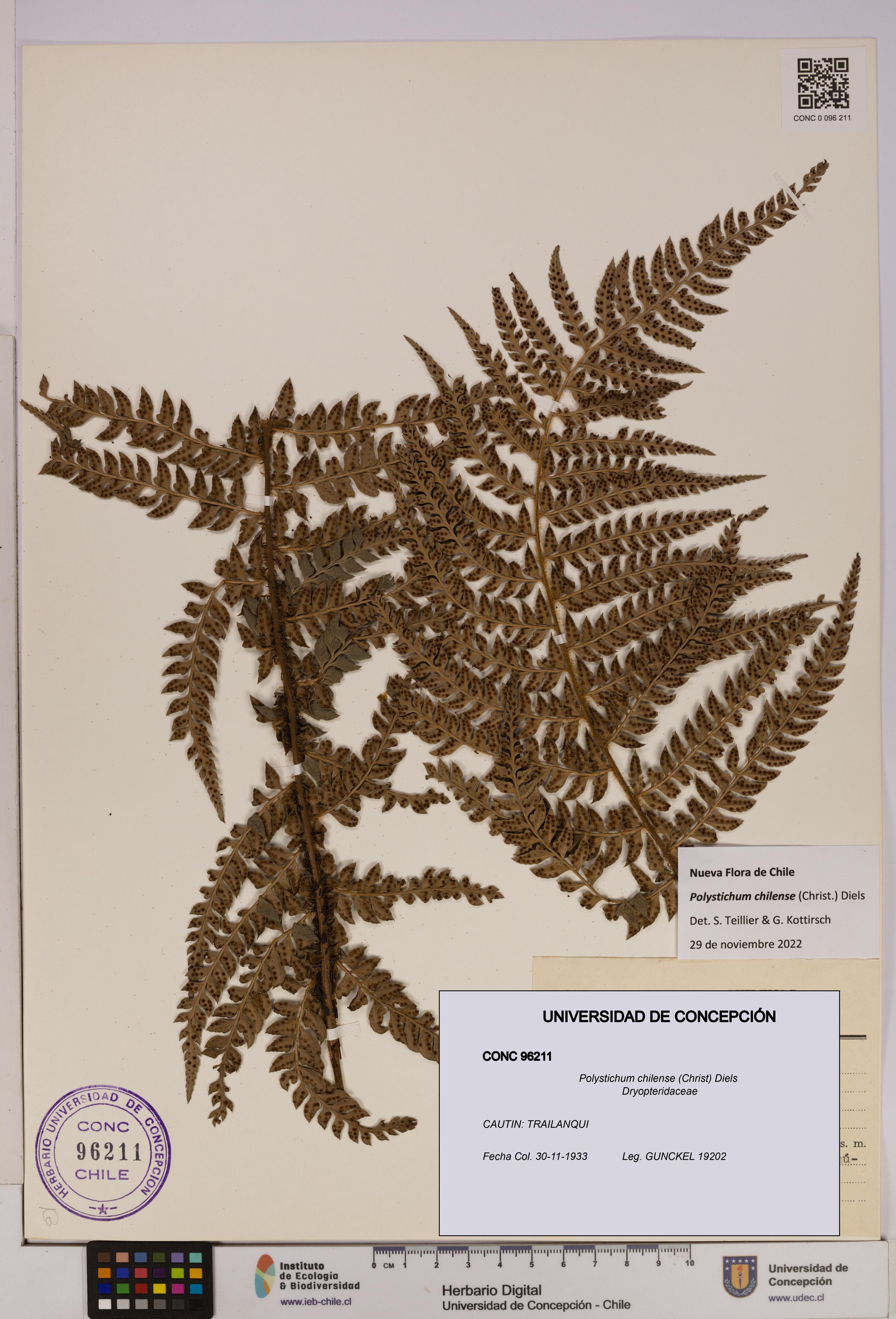 Polystichum chilense [Espécimen: UDEC:CONC:0096211]