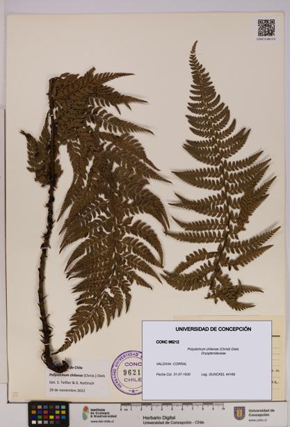 Polystichum chilense [Espécimen: UDEC:CONC:0096212]
