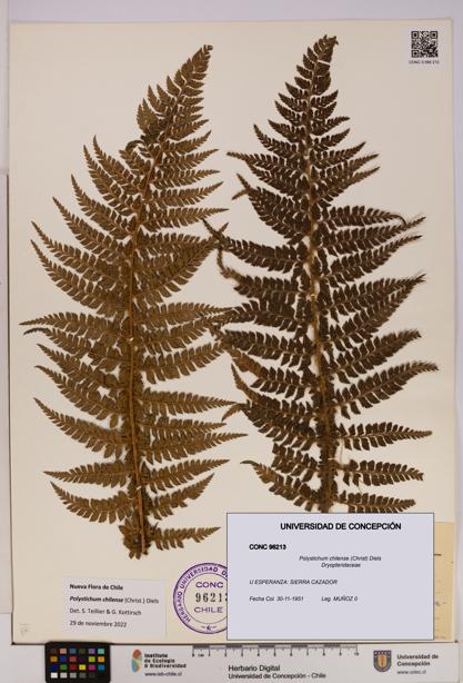 Polystichum chilense [Espécimen: UDEC:CONC:0096213]