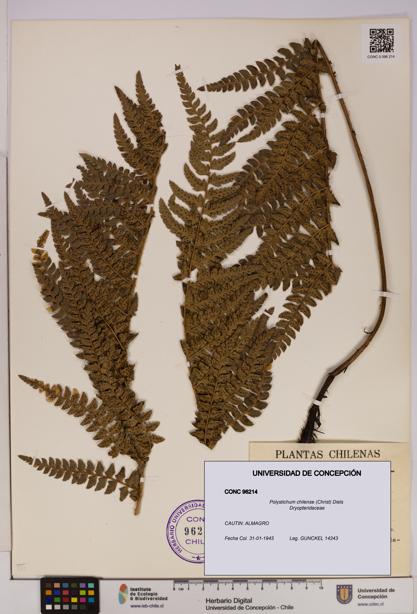 Polystichum chilense [Espécimen: UDEC:CONC:0096214]