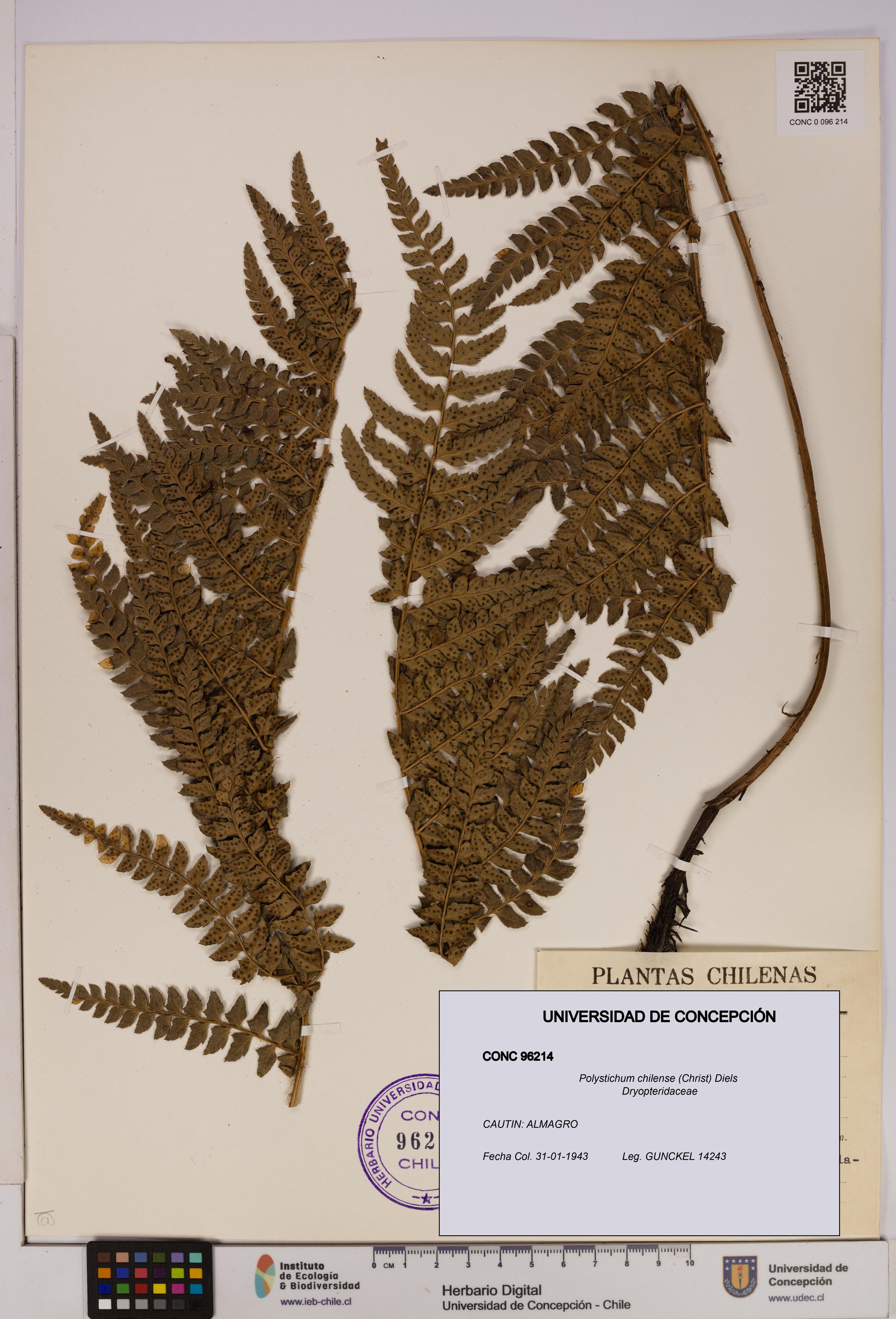 Polystichum chilense [Espécimen: UDEC:CONC:0096214]