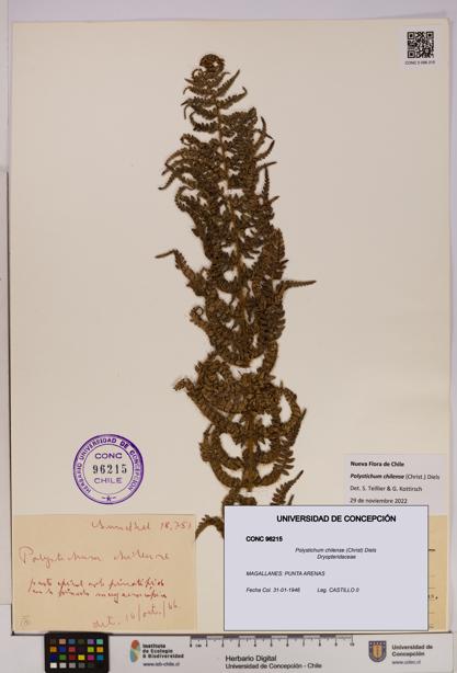 Polystichum chilense [Espécimen: UDEC:CONC:0096215]