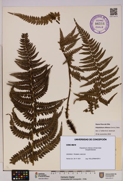 Polystichum chilense [Espécimen: UDEC:CONC:0096216]