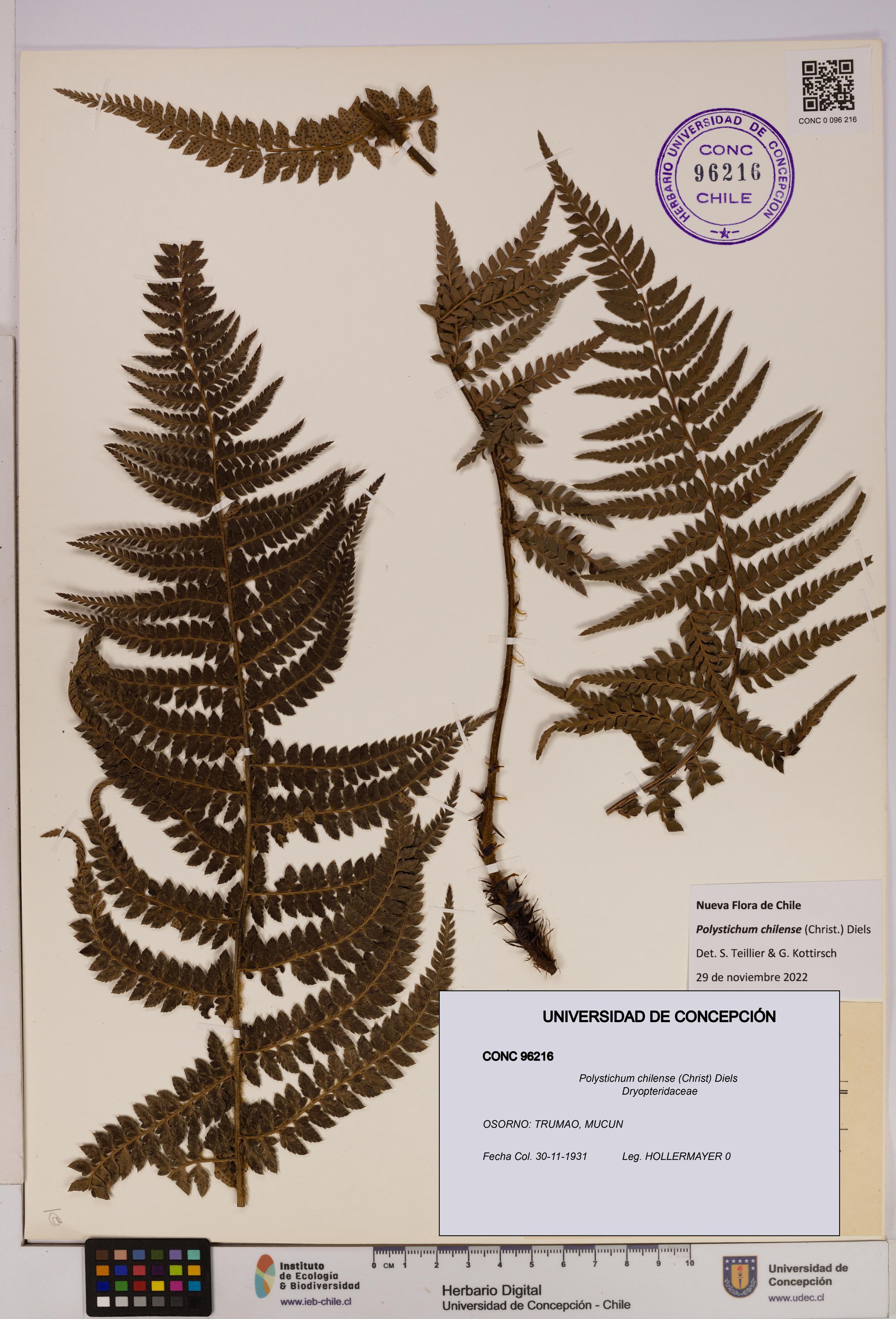 Polystichum chilense [Espécimen: UDEC:CONC:0096216]