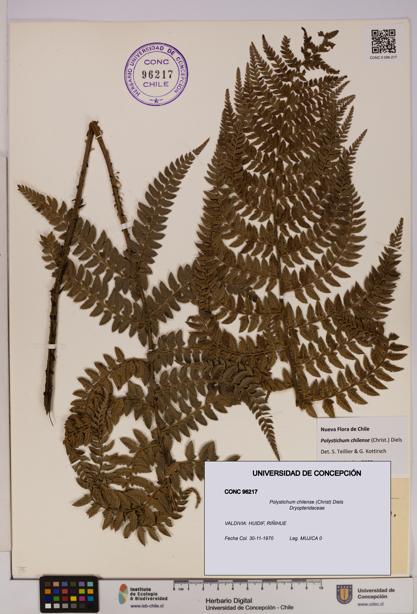 Polystichum chilense [Espécimen: UDEC:CONC:0096217]