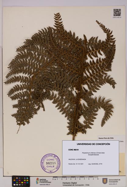 Polystichum chilense [Espécimen: UDEC:CONC:0096218]