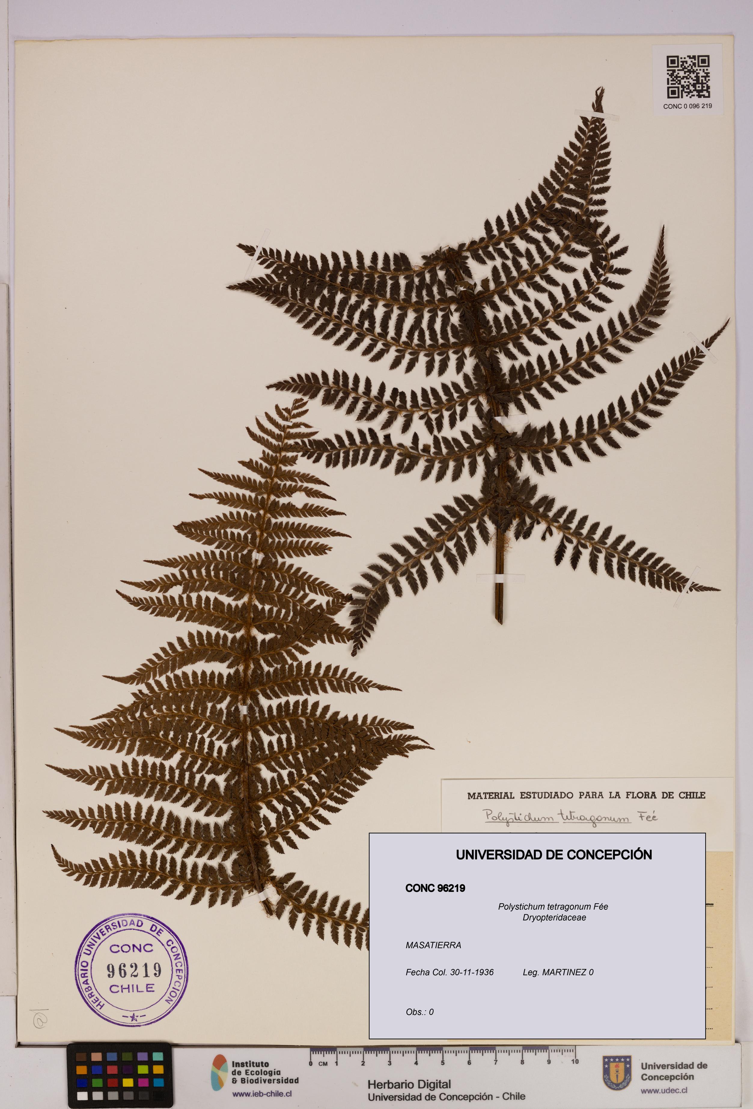 Polystichum tetragonum [Espécimen: UDEC:CONC:0096219]