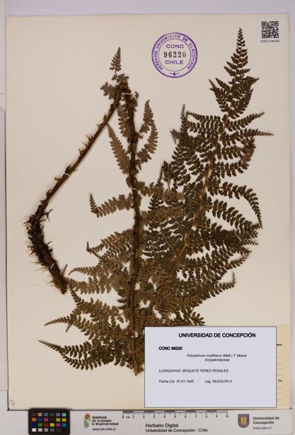 Polystichum multifidum [Espécimen: UDEC:CONC:0096220]