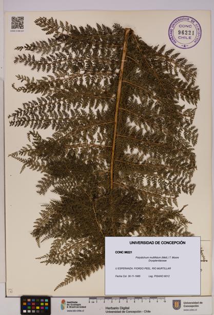 Polystichum multifidum [Espécimen: UDEC:CONC:0096221]