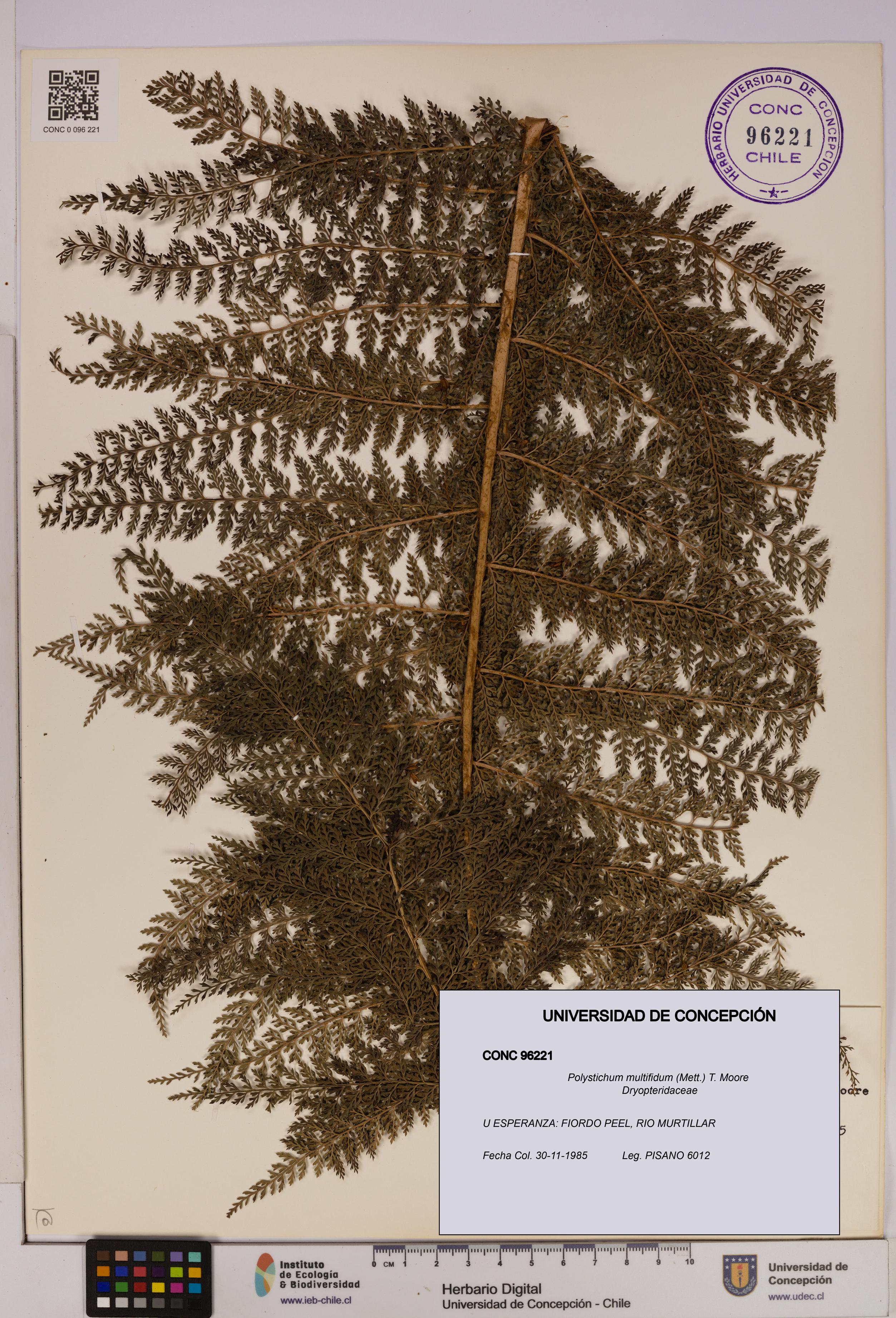 Polystichum multifidum [Espécimen: UDEC:CONC:0096221]