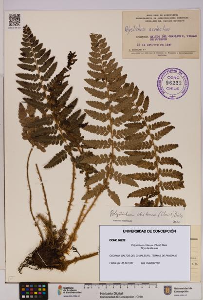 Polystichum chilense [Espécimen: UDEC:CONC:0096222]