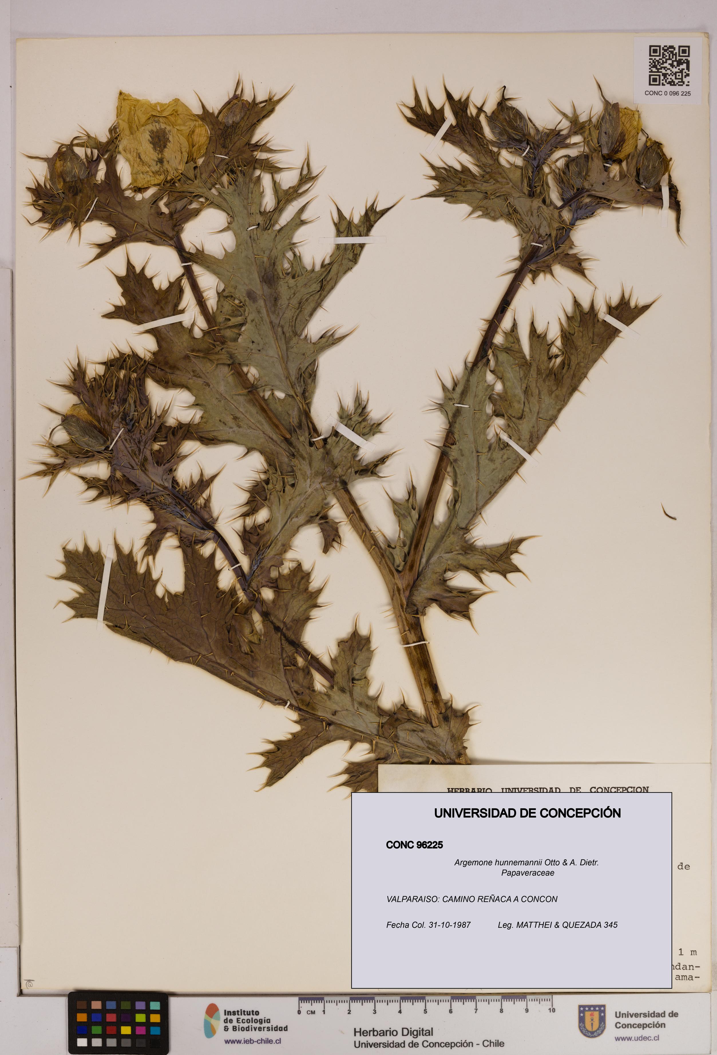 Argemone hunnemannii [Espécimen: UDEC:CONC:0096225]
