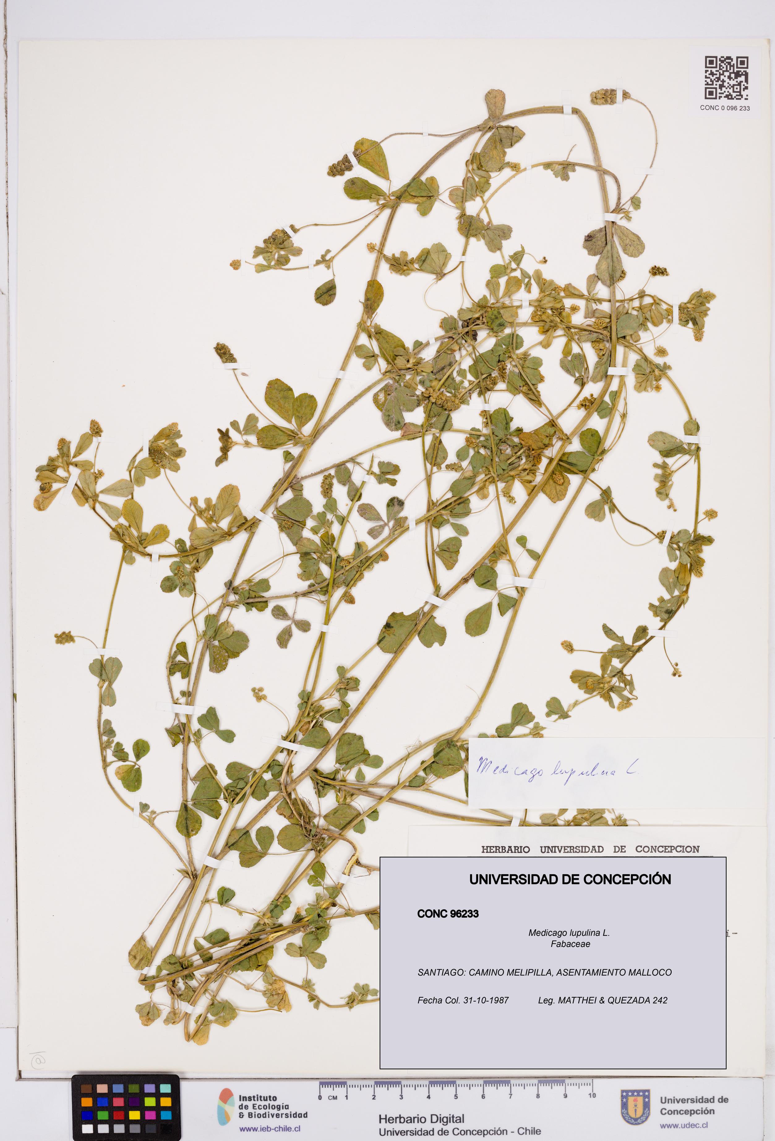 Medicago lupulina [Espécimen: ]