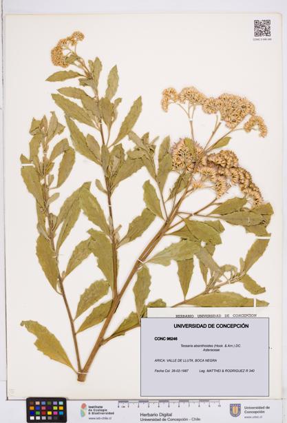 Tessaria absinthioides [Espécimen: ]