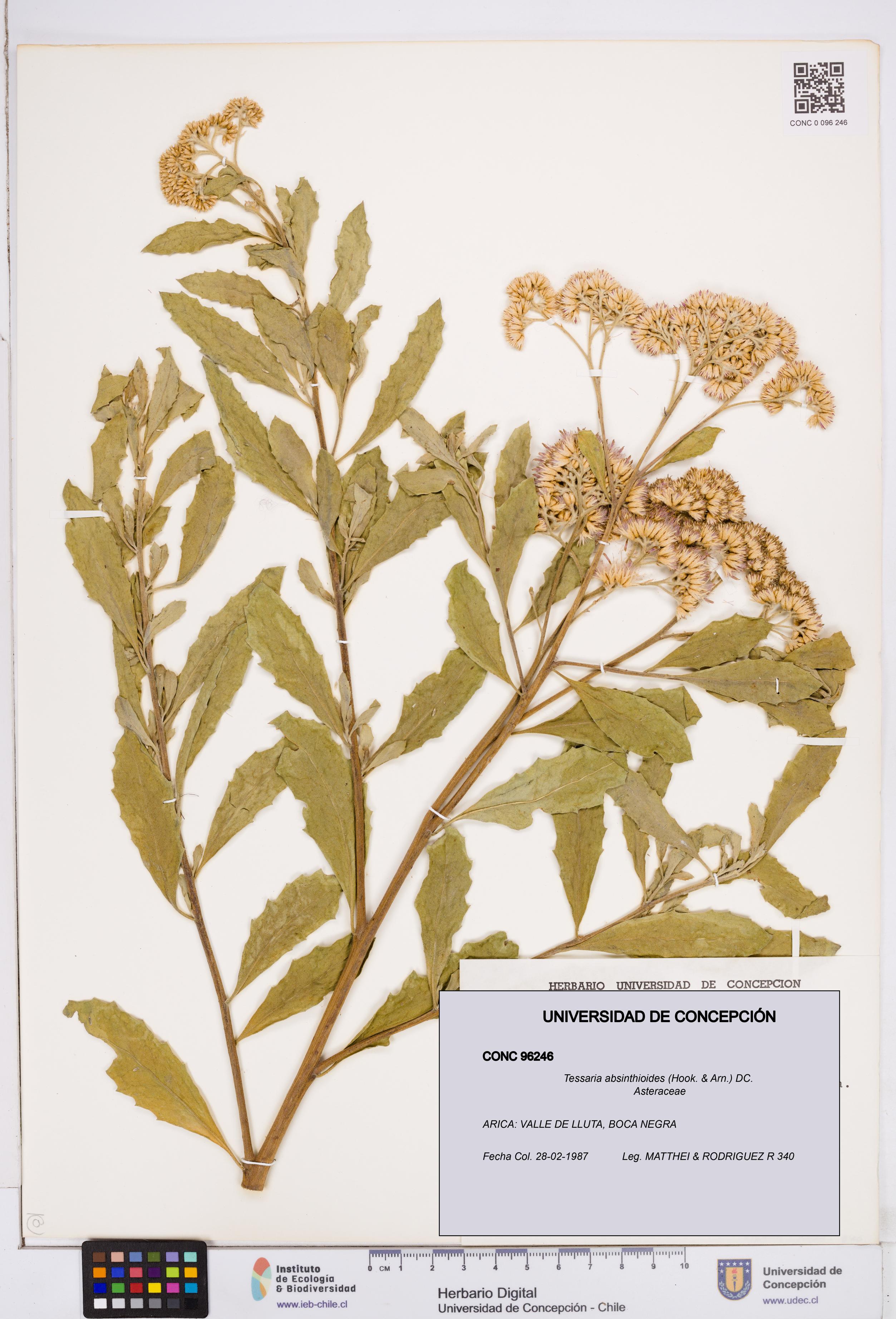 Tessaria absinthioides [Espécimen: ]