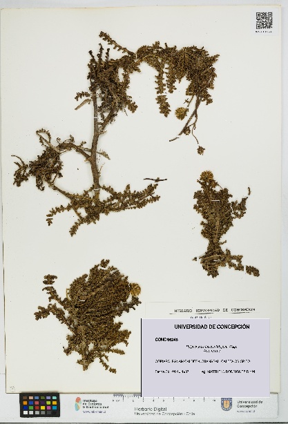 Polyachyrus fuscus [Espécimen: UDEC:CONC:0096248]