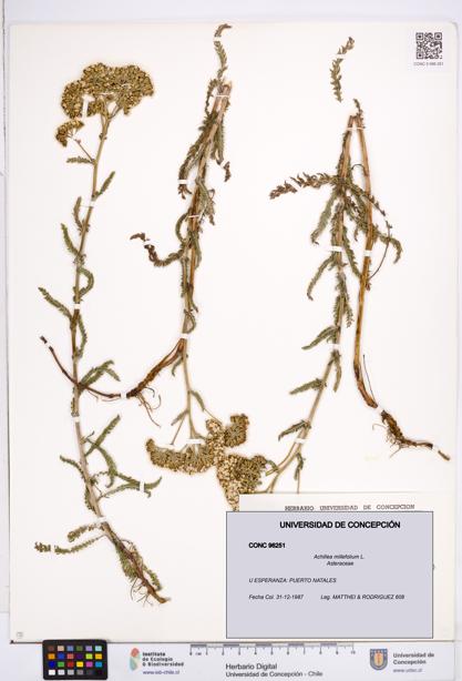 Achillea millefolium [Espécimen: ]