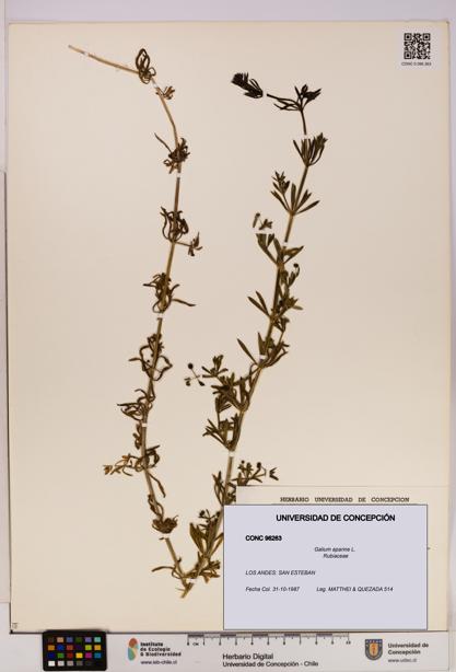 Galium aparine [Espécimen: UDEC:CONC:0096263]