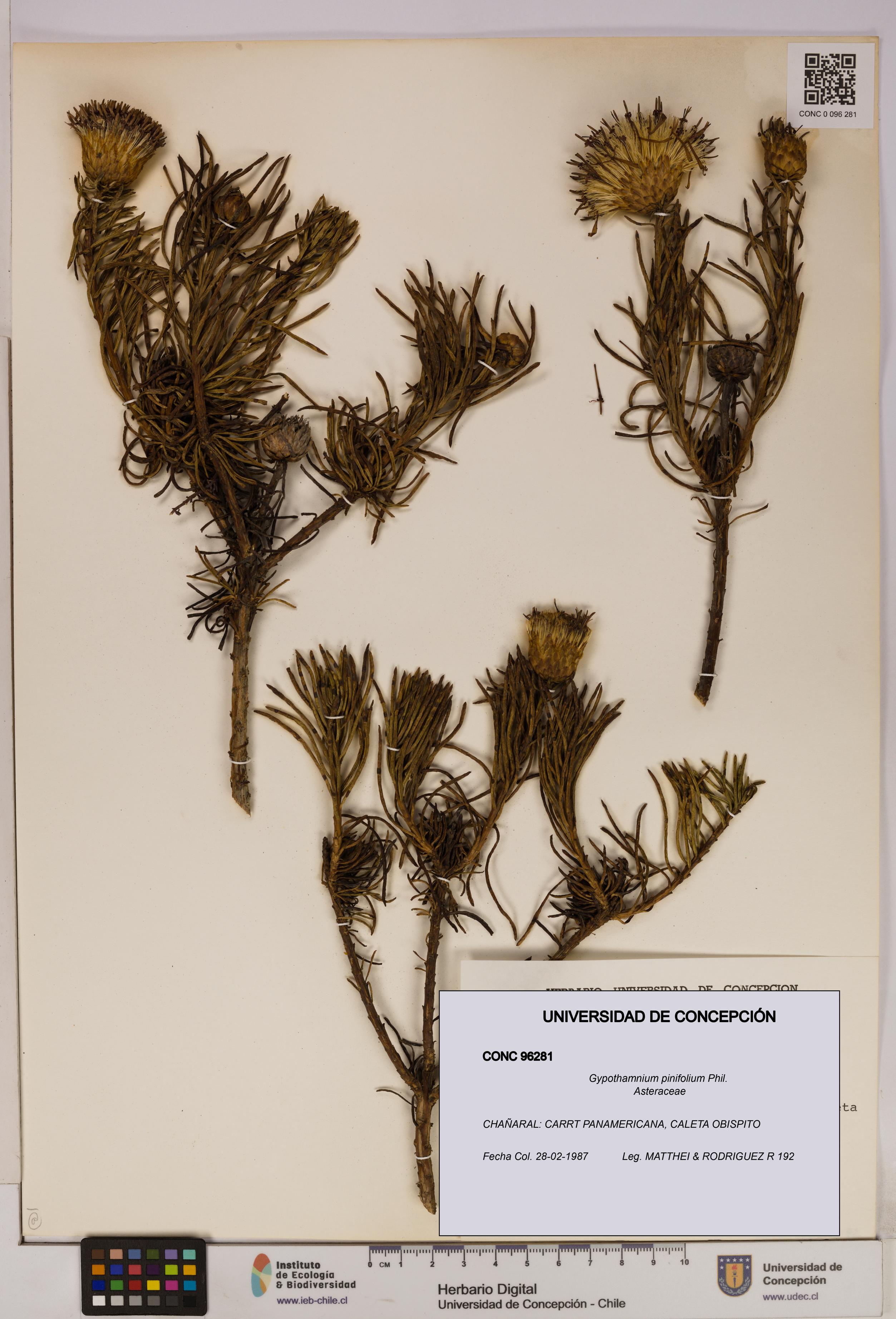 Gypothamnium pinifolium [Espécimen: UDEC:CONC:0096281]